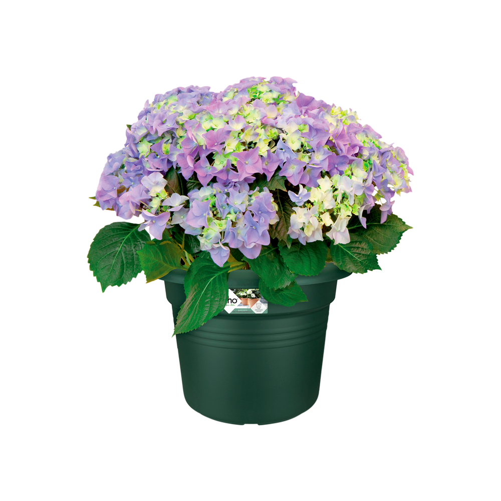 Green Basics Cilinder 35