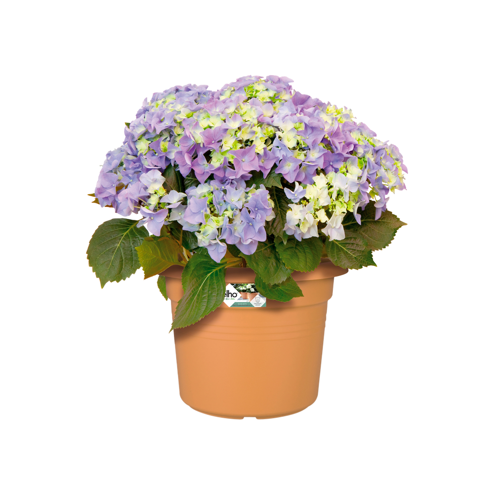 Green Basics Cilinder 65