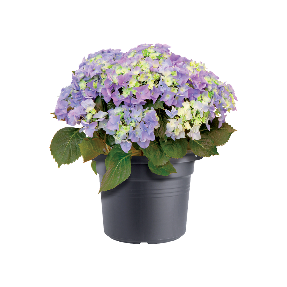 Green Basics Cilinder 65