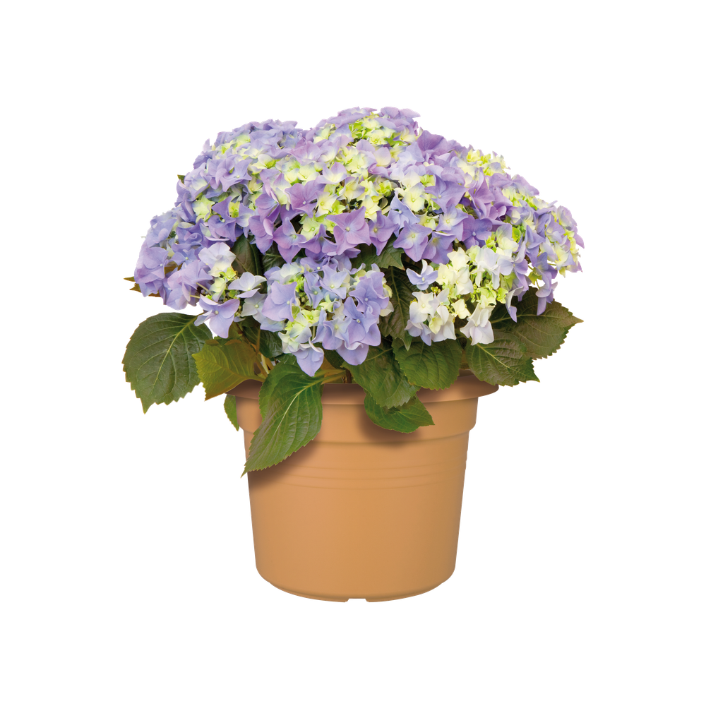 Green Basics Cilinder 65