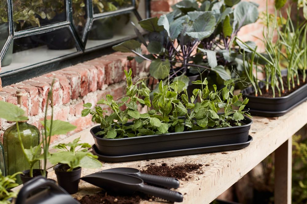 Green Basics Kweektray Schotel L