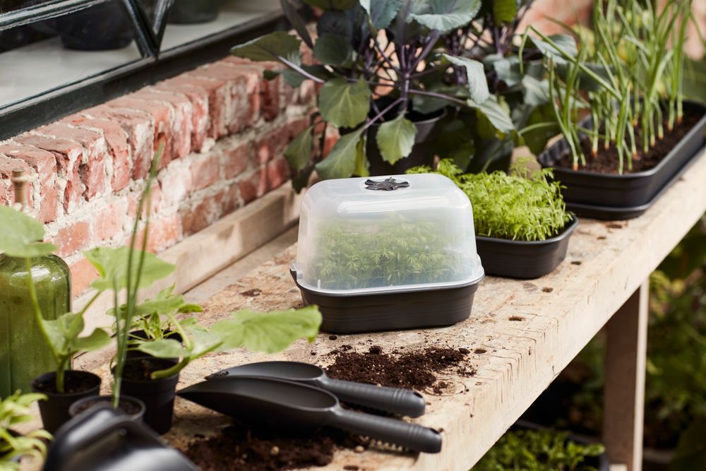 Green Basics Kweektray Schotel S