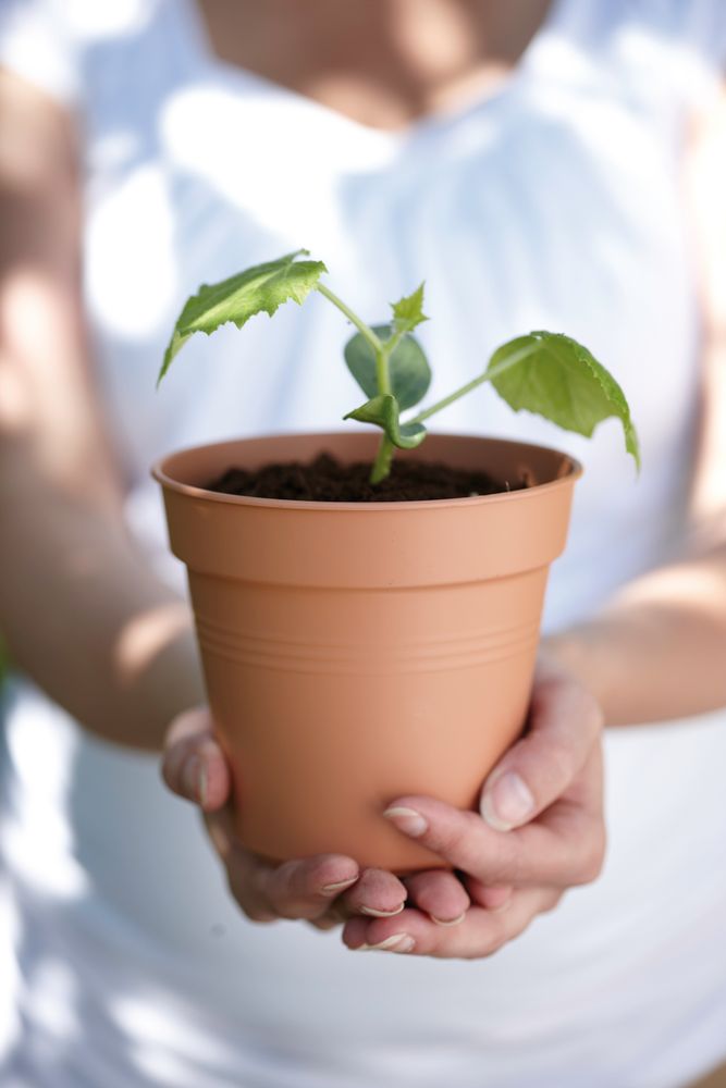 Green Basics Kweekpot 17