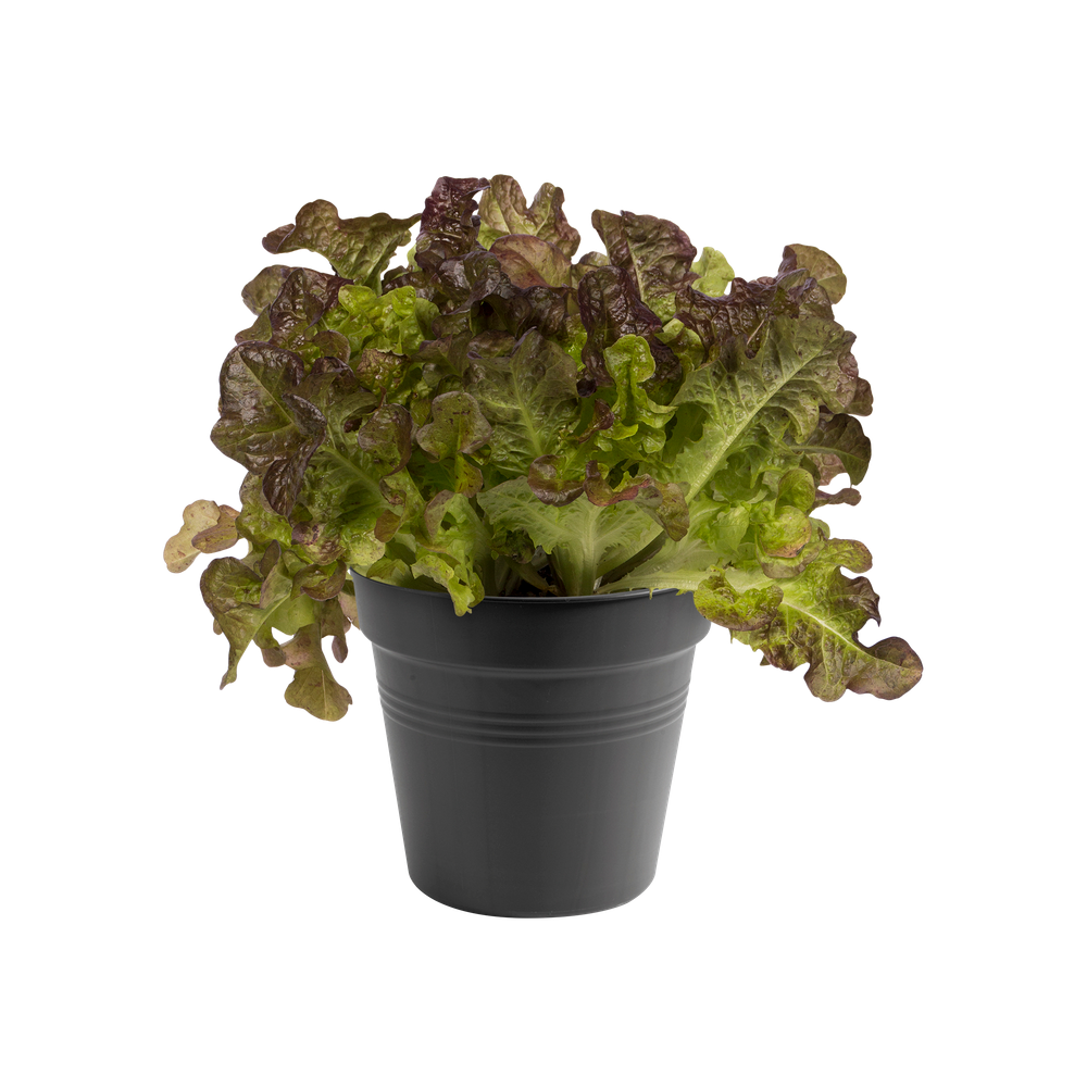 Green Basics Kweekpot 15