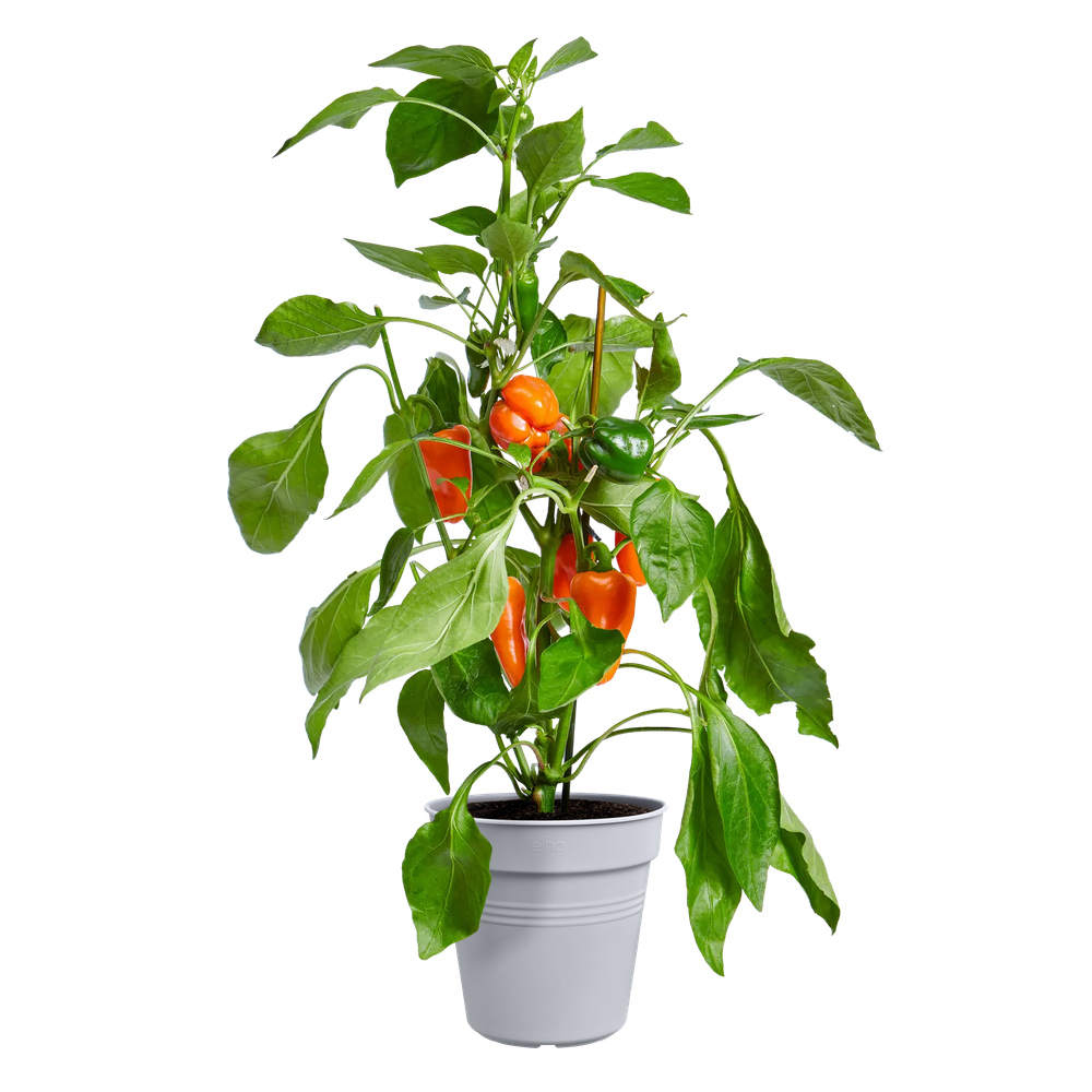 Green Basics Kweekpot 30