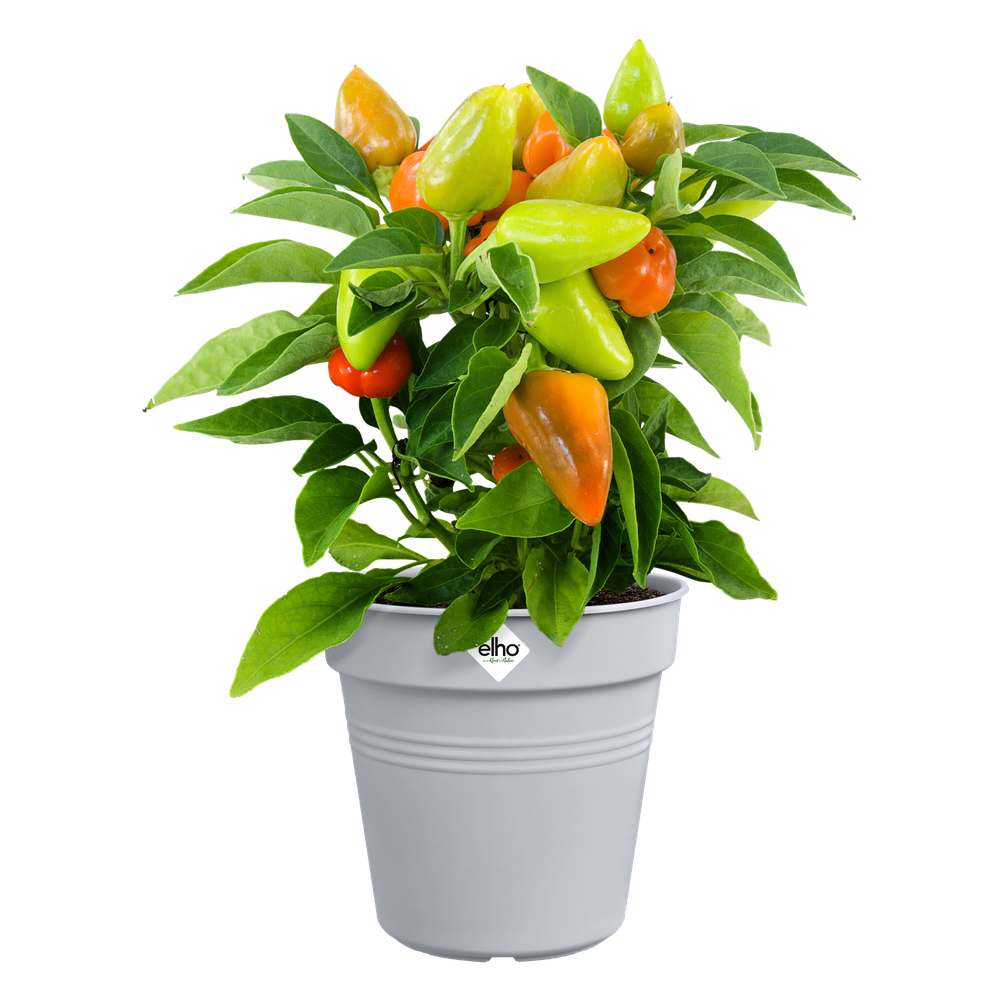 Green Basics Kweekpot 15