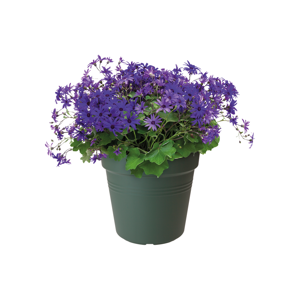 Green Basics Kweekpot 11