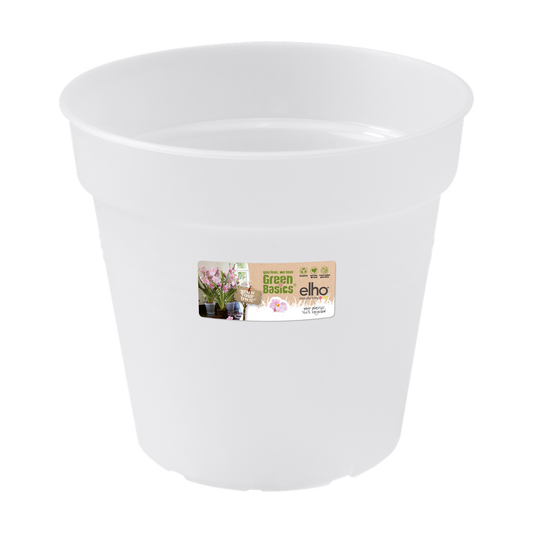 Green Basics Orchidee 17
