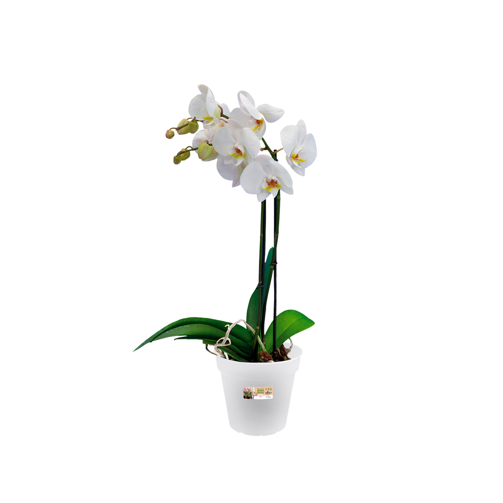Green Basics Orchidee 15