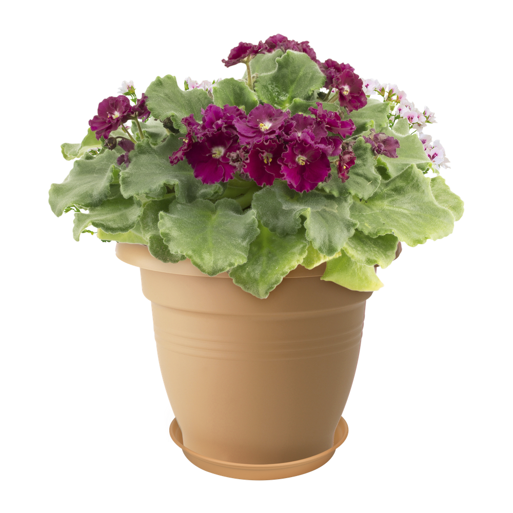 Green Basics Schotel 41