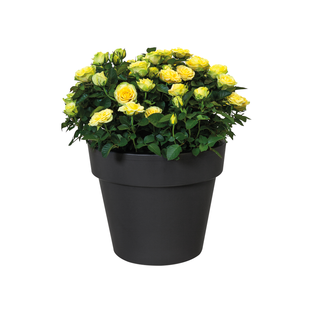 Green Basics Top Planter 47