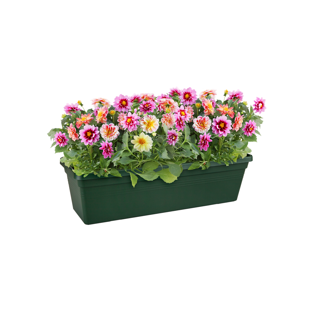 Green Basics Balkonbak 50