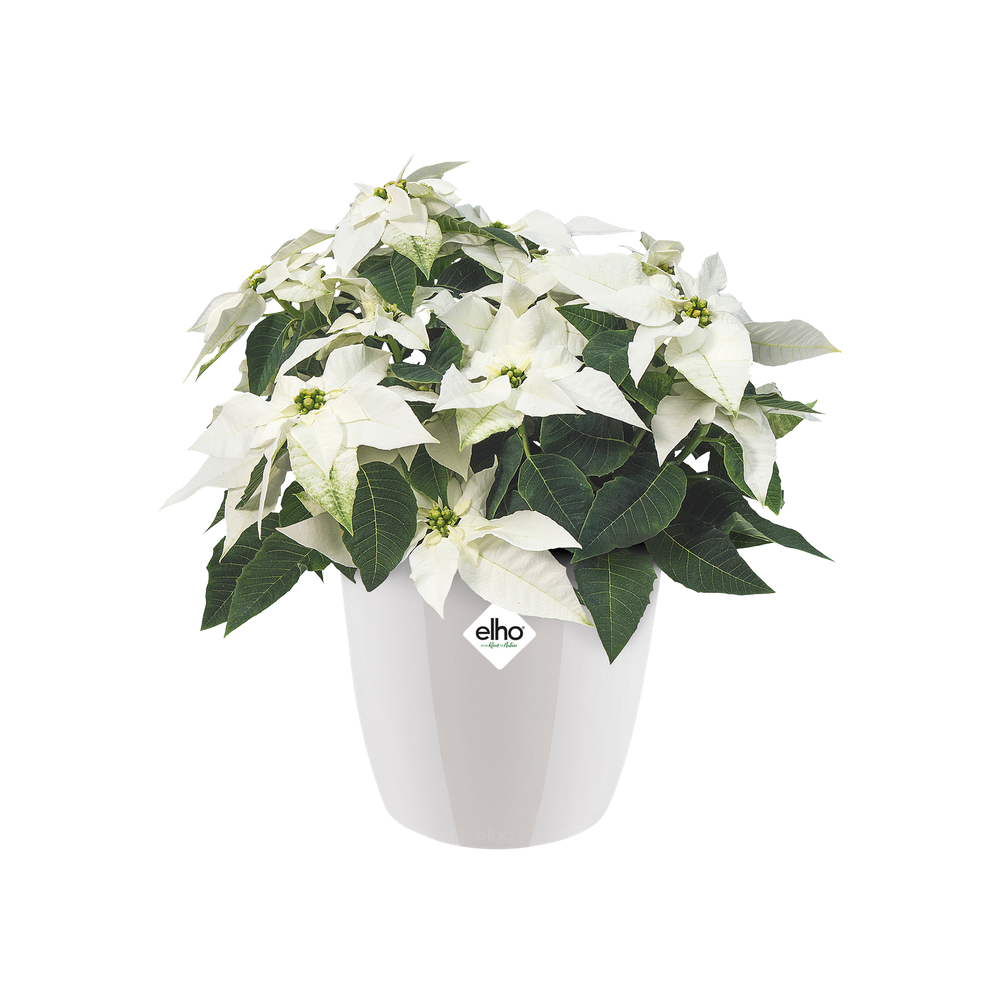 Brussels Diamond Rond 22