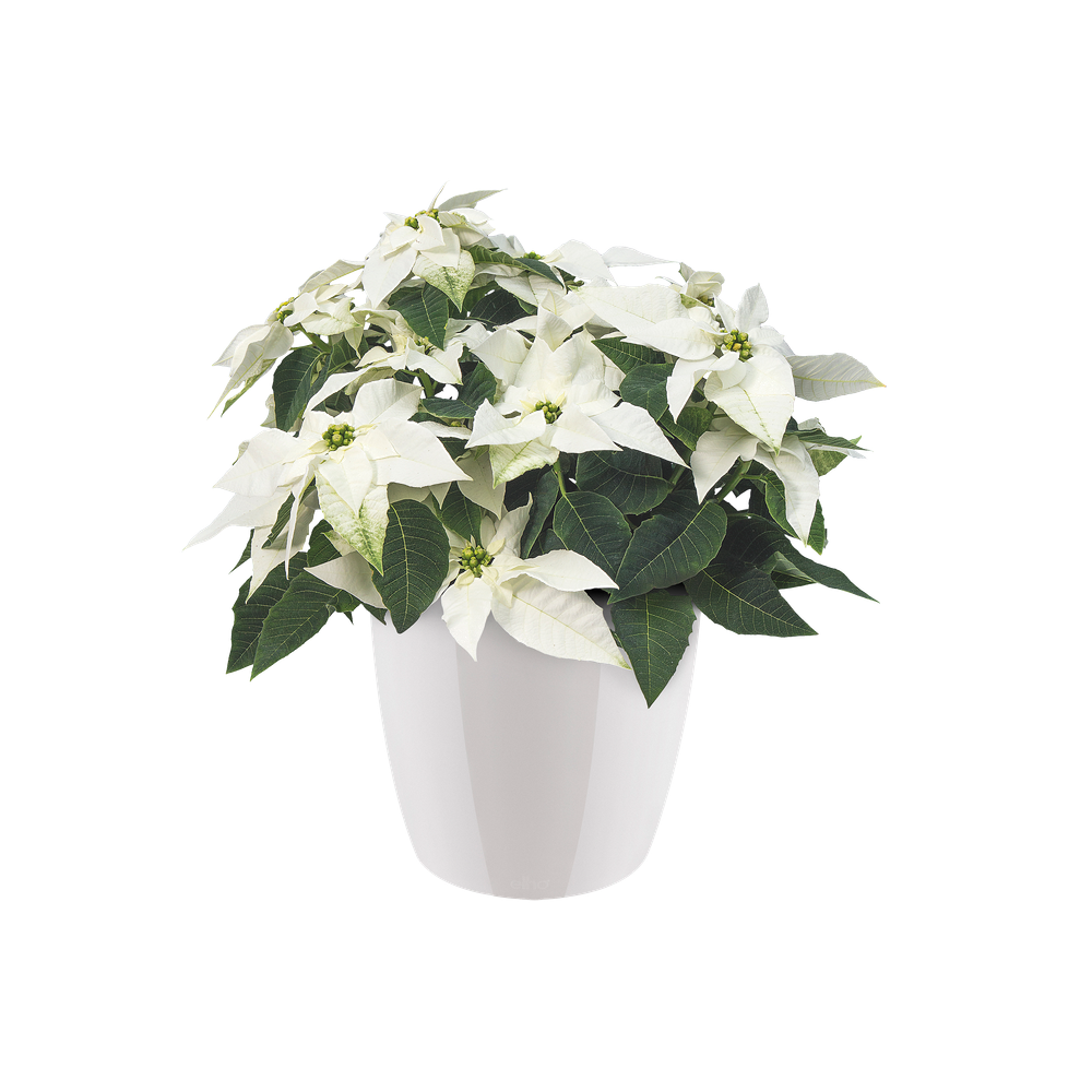 Brussels Diamond Rond 22