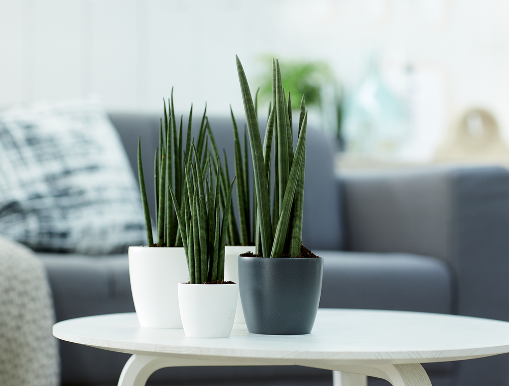 Brussels Rond Mini 7