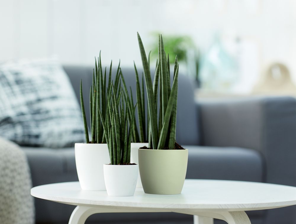 Brussels Rond Mini 7