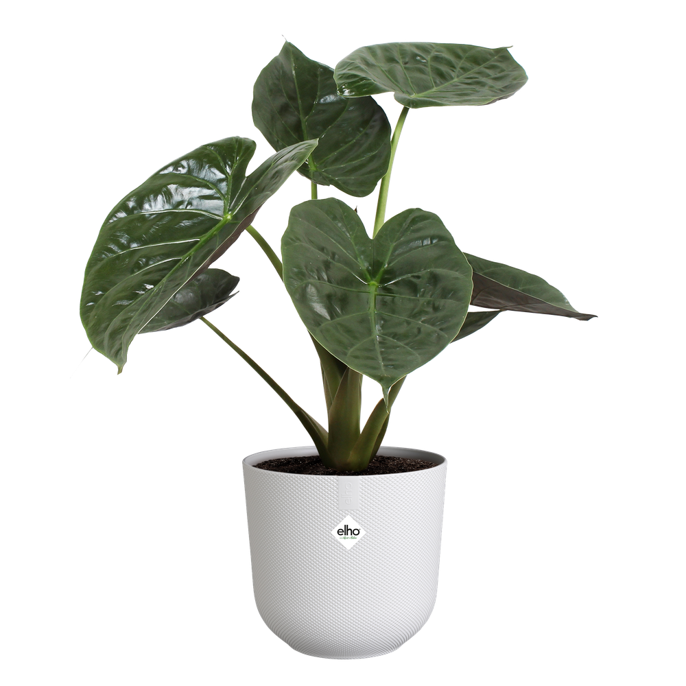 BNDL Jazz Rond 14,16,19