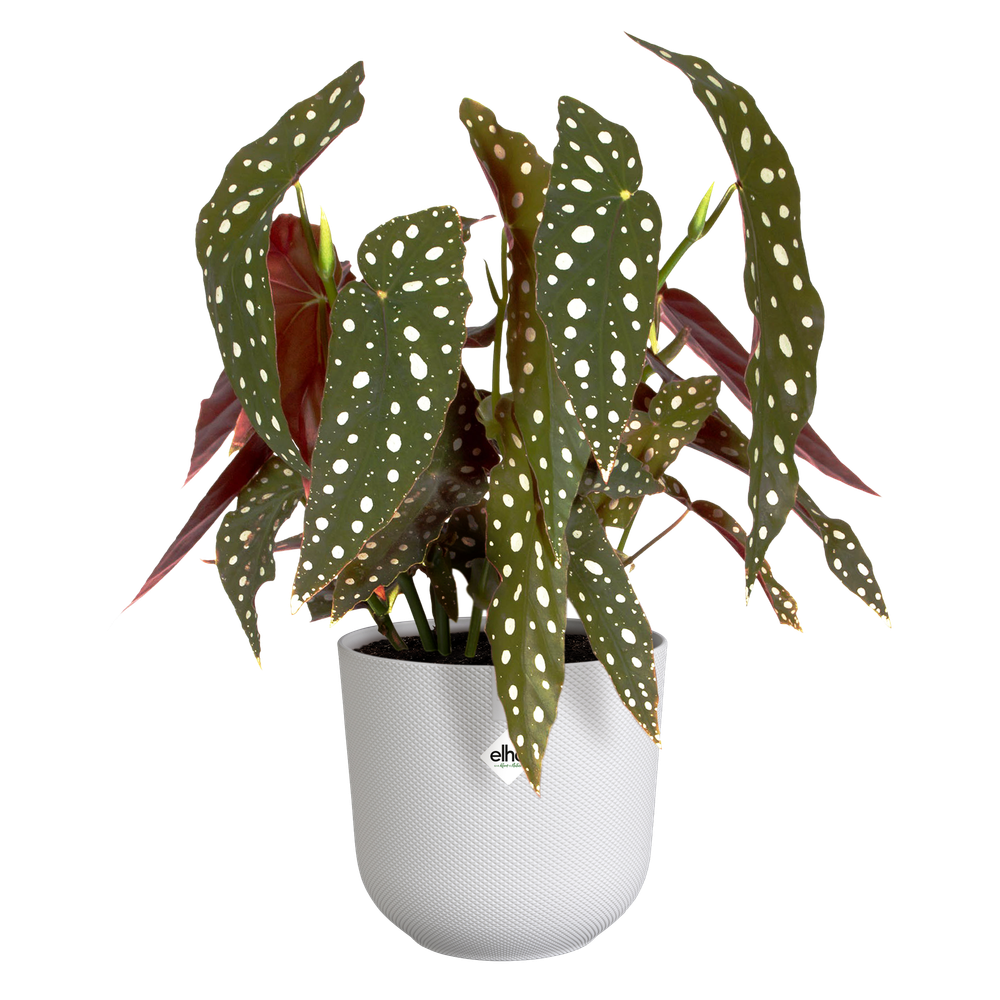 BNDL Jazz Rond 14,16,19