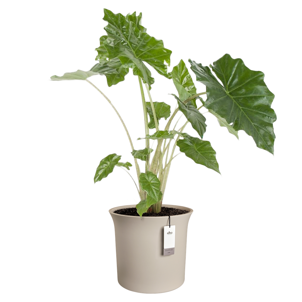June Tulip Box 40
