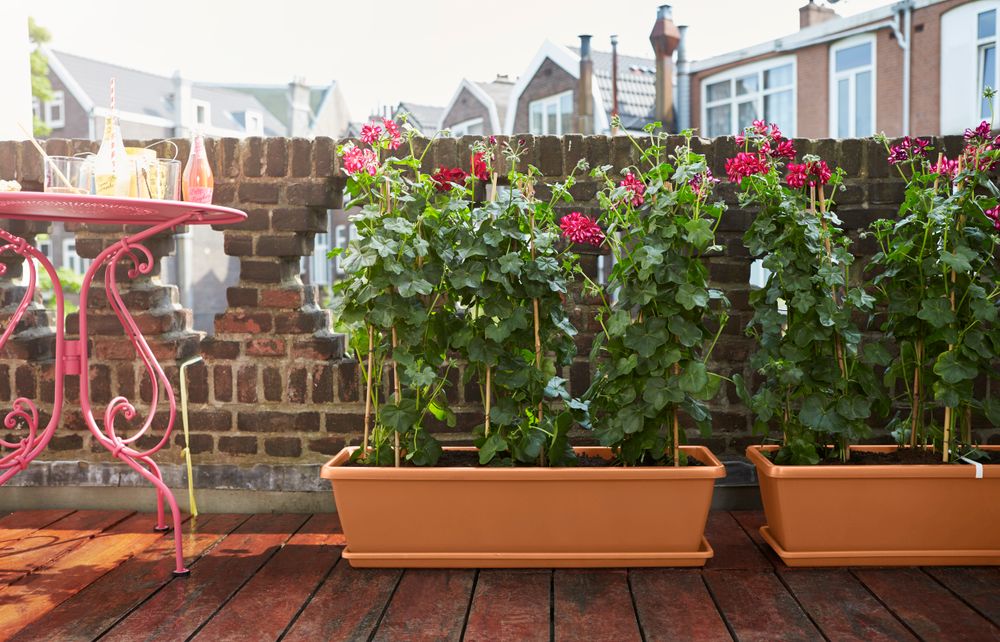 Barcelona Xl Schotel 80