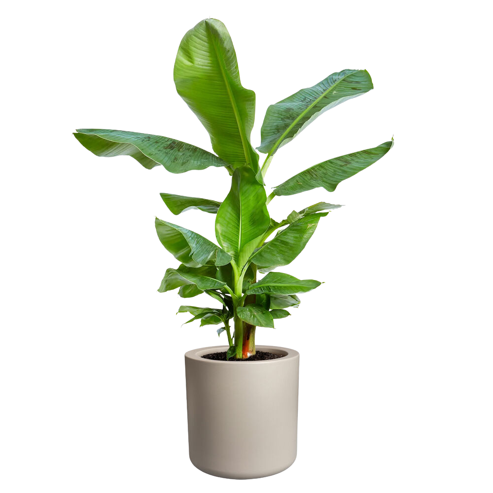 Pure Cilinder Wheels 40