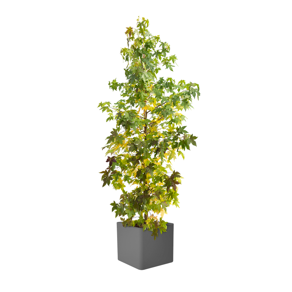 Pure Soft Brick Wheels 50