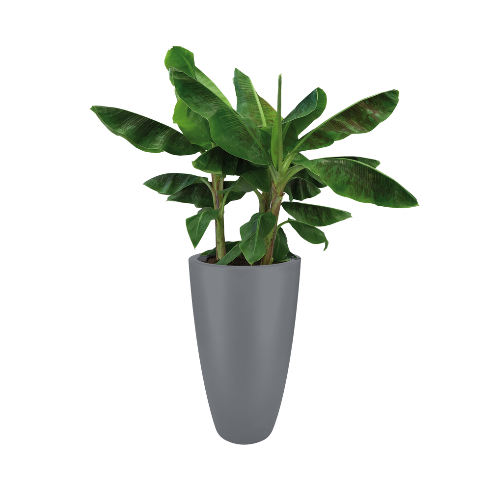 Pure Soft Round High 40