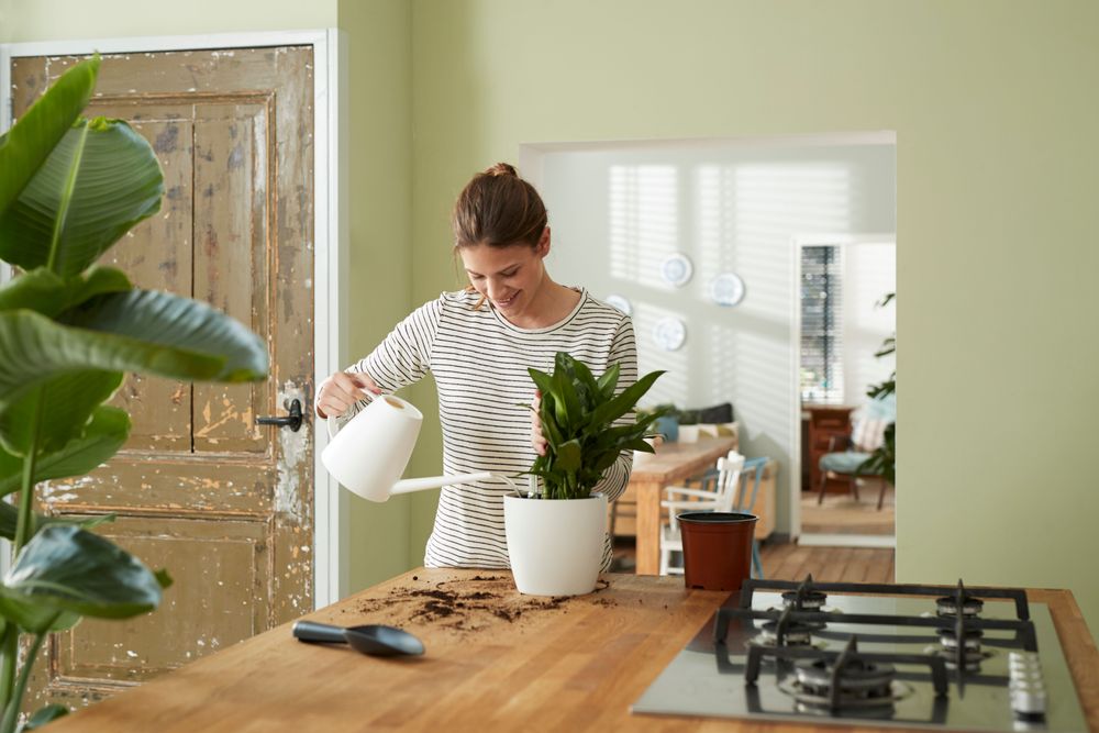 Self-watering Insert 36