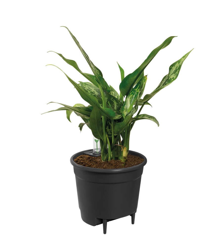 Self-watering Insert 36