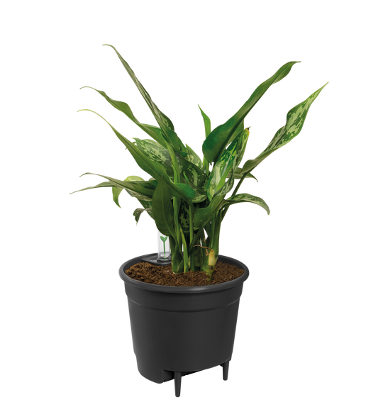 Self-watering Insert 36
