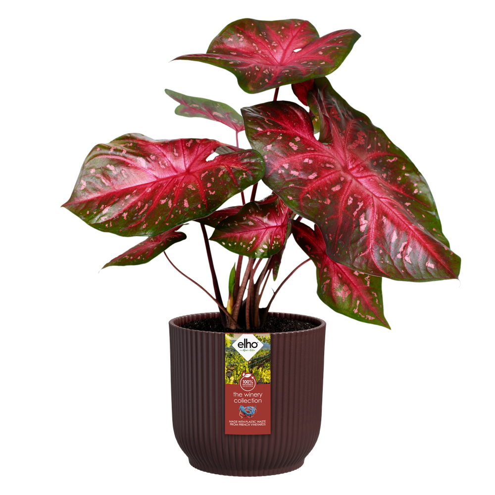 The Winery Collection 18