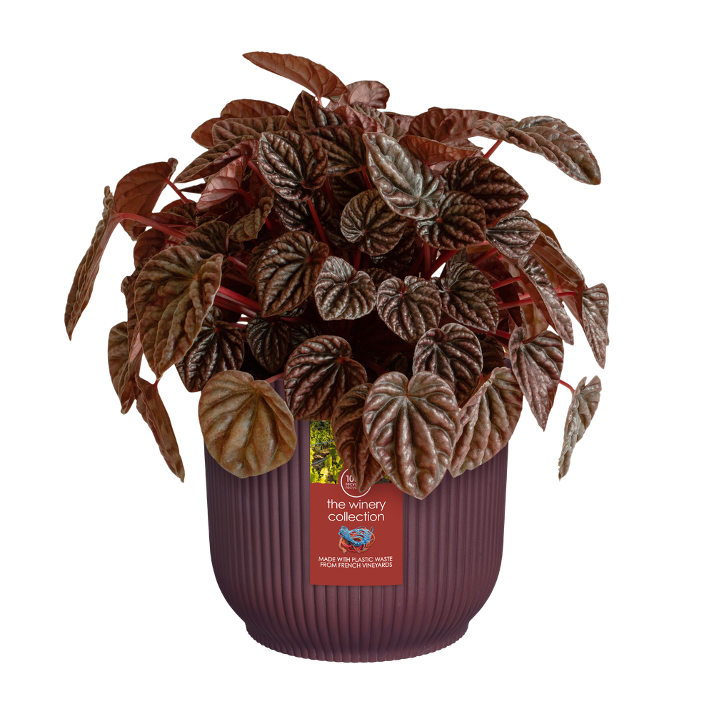 The Winery Collection 14