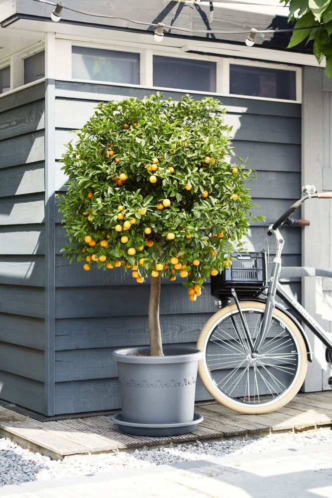 Universele Schotel Rond 30