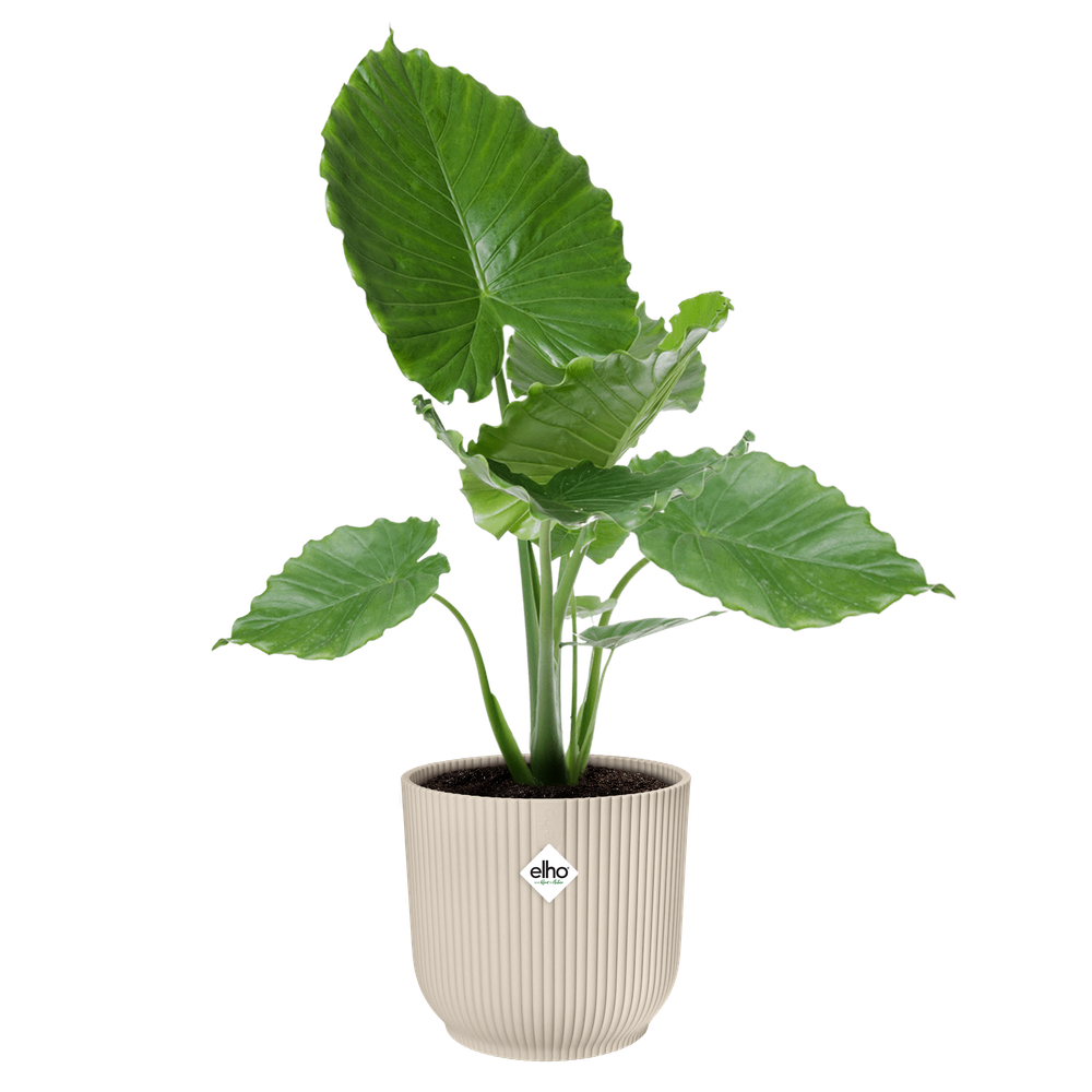 Vibes Fold Rond 30