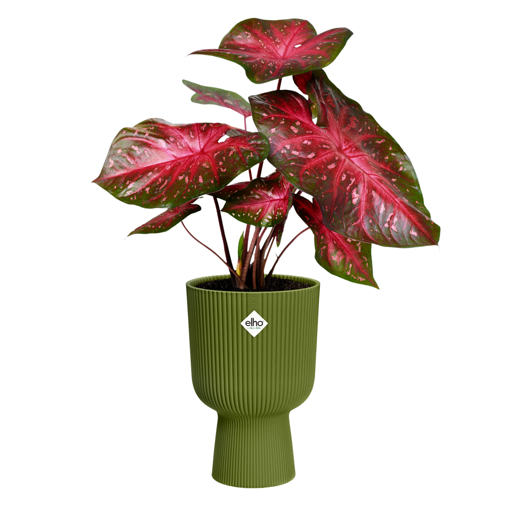Vibes Fold Coupe 14