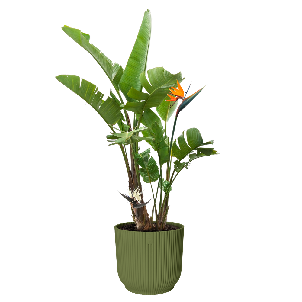 Vibes Fold Rond 40