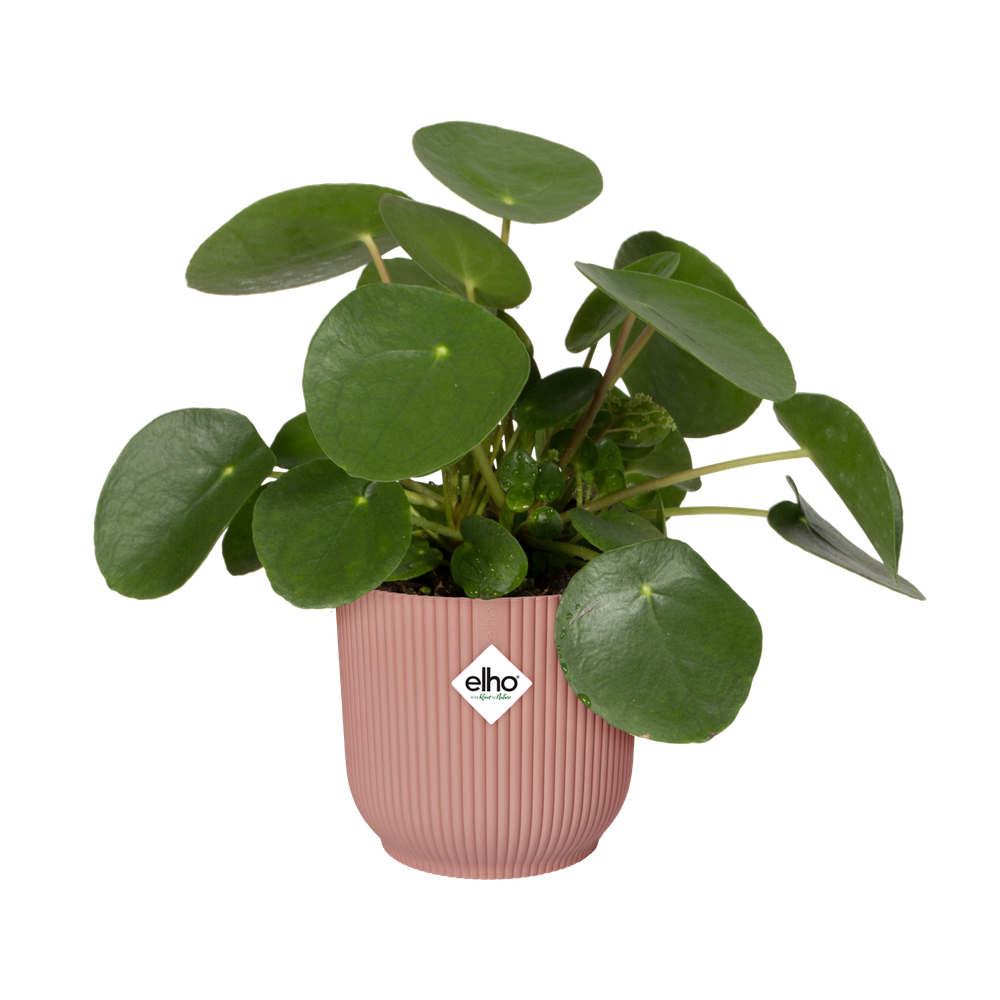 Vibes Fold Rond 35
