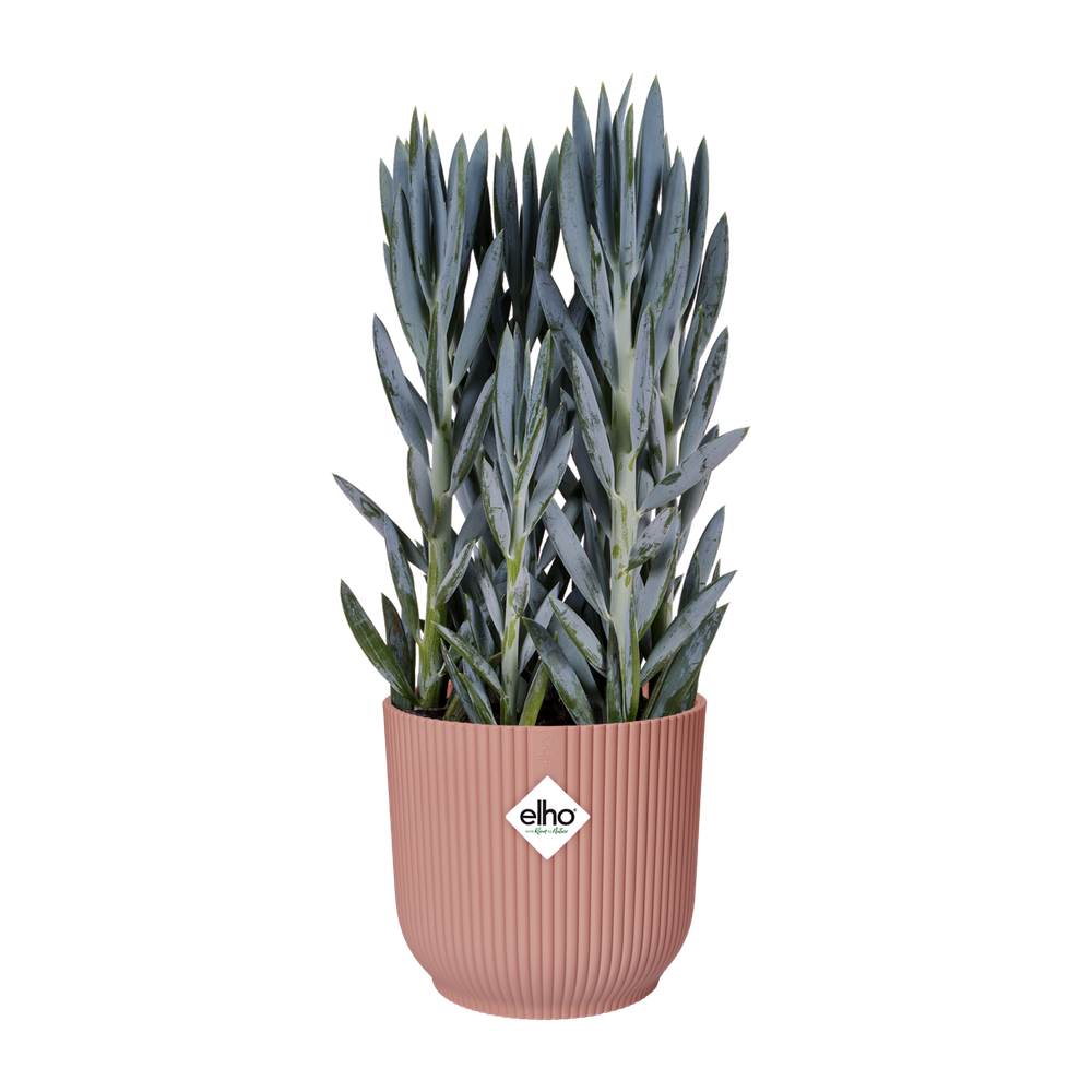 Vibes Fold Rond 35