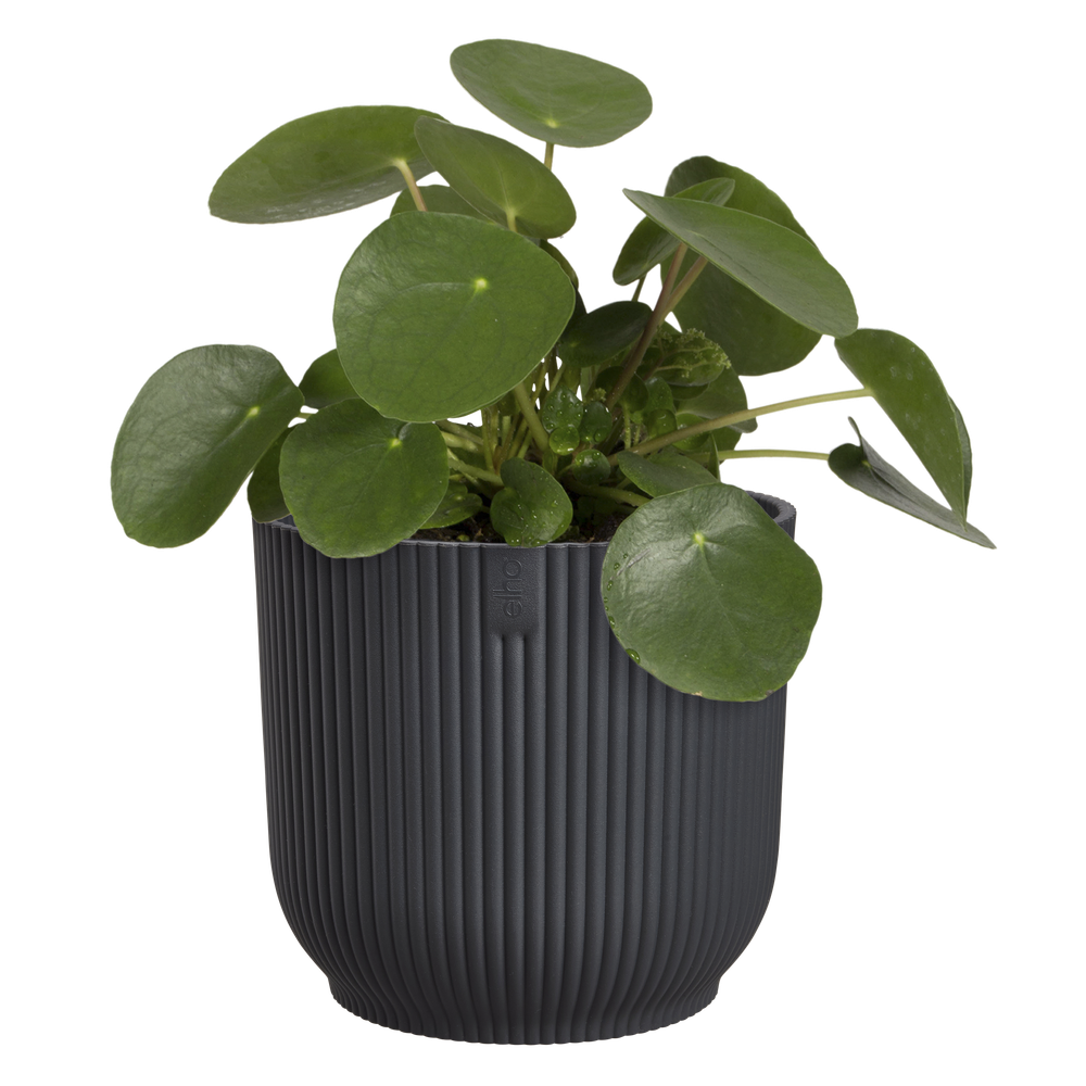 Vibes Fold Rond 25