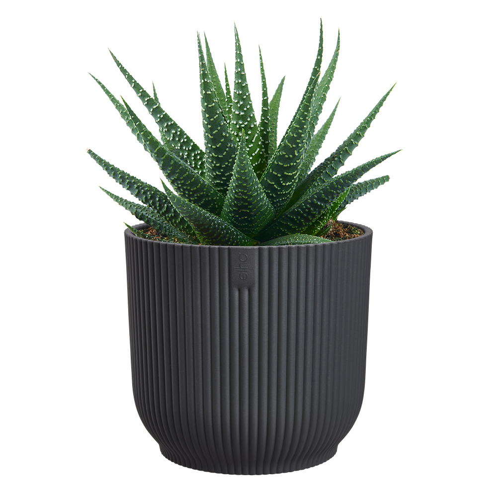 Vibes Fold Rond Mini 9