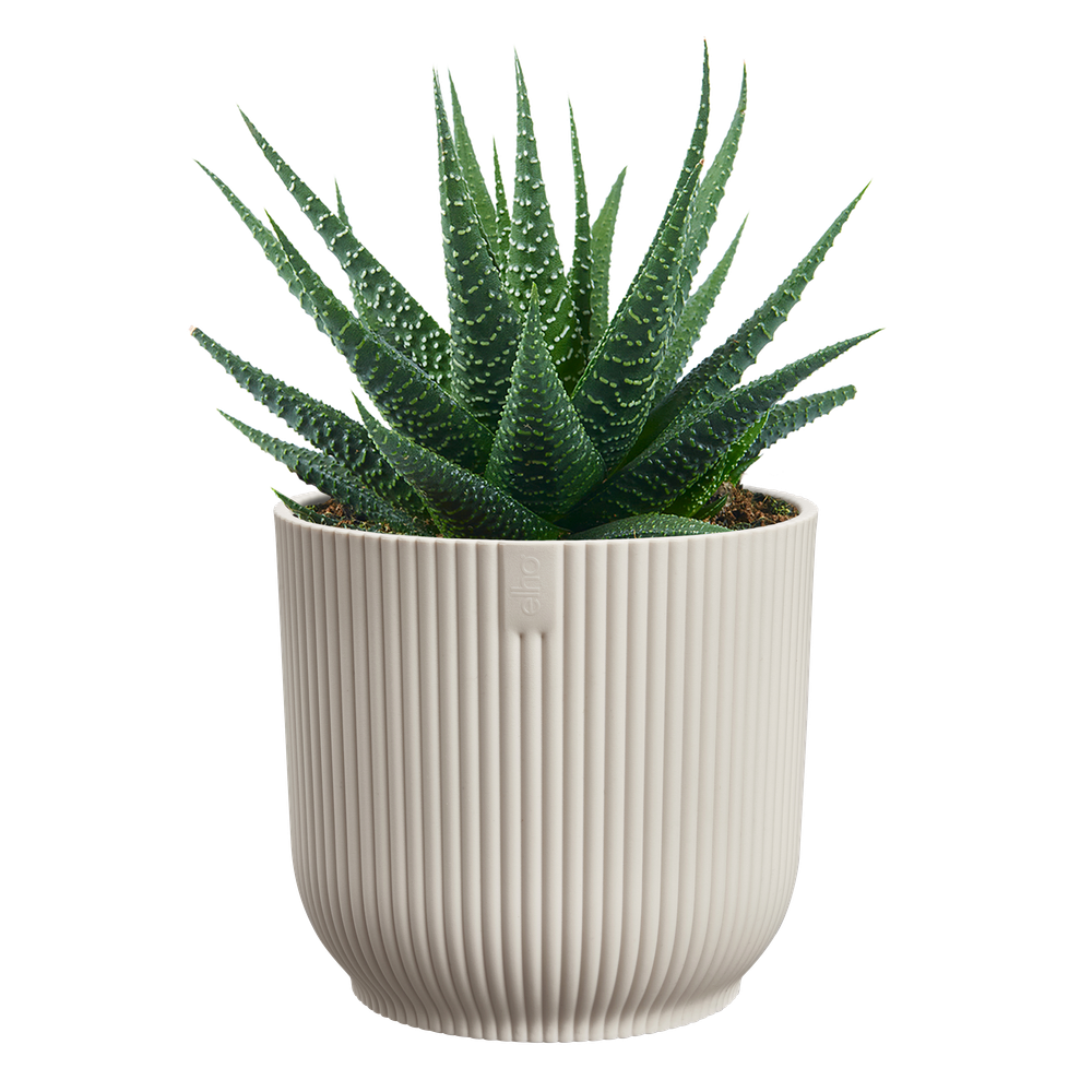 Vibes Fold Rond Mini 7