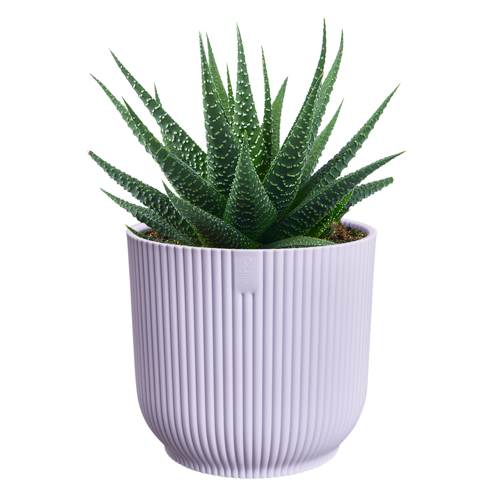 Vibes Fold Rond Mini 11