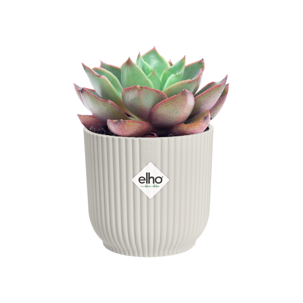 Vibes Fold Rond Mini 7
